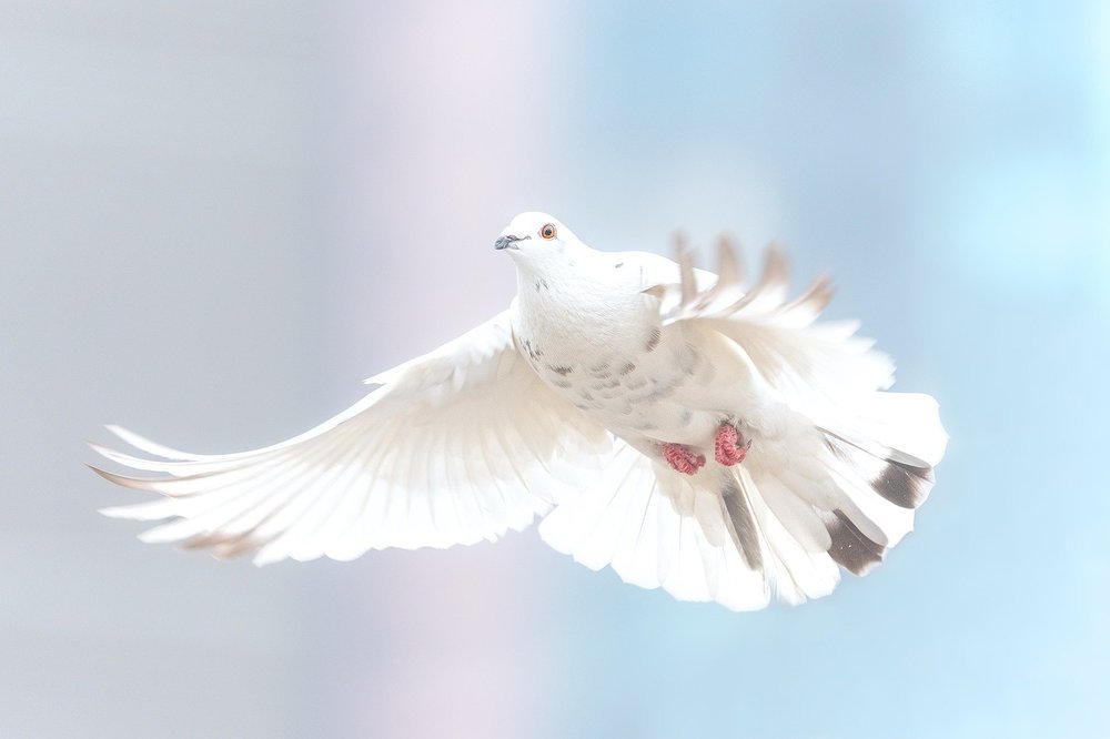 Bild von michel kwan auf Pixabay