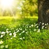10 Jahre 'Laudato si'